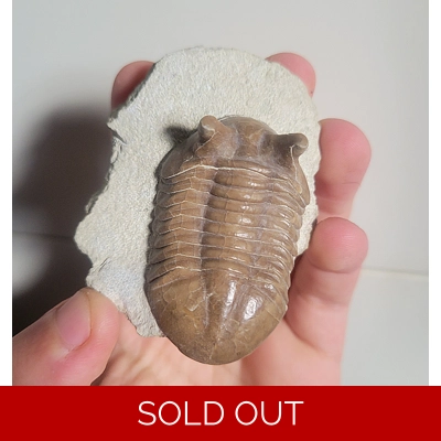 Rare Russian Asaphus Sp. Trilobite Fossil From The Ordovician Of St. Petersburg Rare Russian Asaphus Sp. Trilobite Fossil From The Ordovician Of St. Petersburg